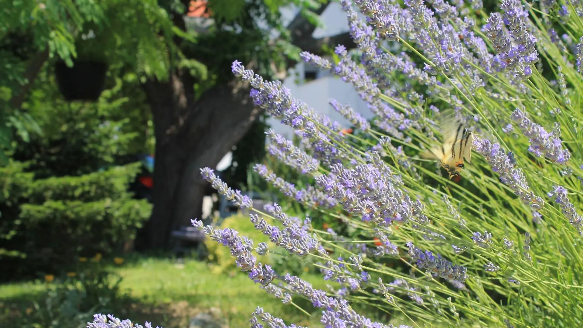 Apartments 501 - Rab Island Oasis Retreat Supetarska Draga